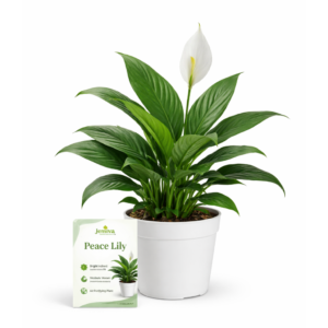 peace lily – elegant indoor flowering plant