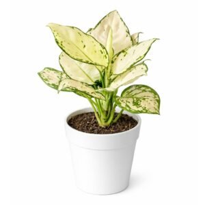 aglaonema super white