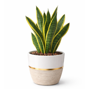 snake plant – air purifying indoor plant
