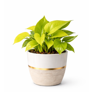 money plant – classic green