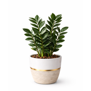 zz plant – low light hero