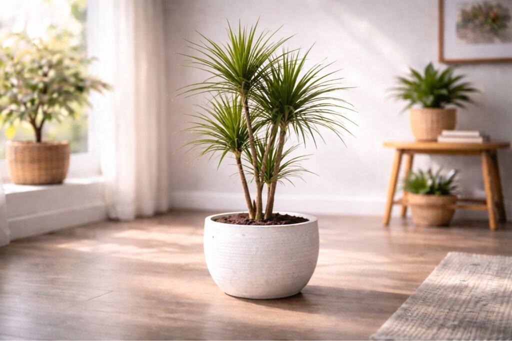 Dracaena Marginata