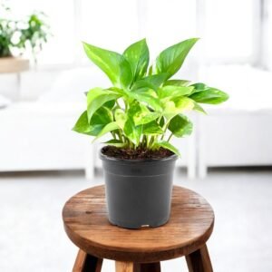 money plant green good luck plant